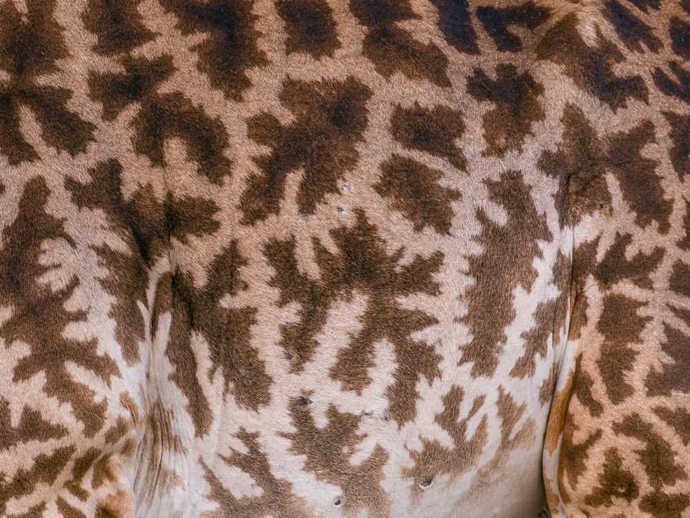 A close view of a giraffe flank with dark, jagged-edged blotches separated by pale lines