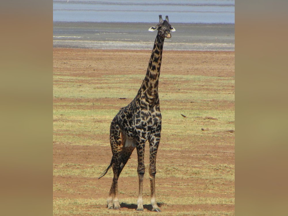 A Masai Giraffe with very dark blotches facing the camera on a dry lake flat