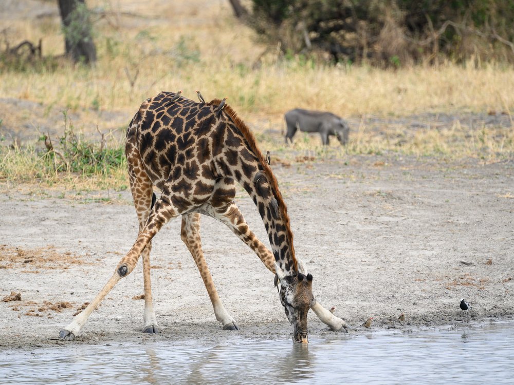A giraffe with its front legs splayed wide, bending its neck down to drink at a shallow pool, with a warthog behind