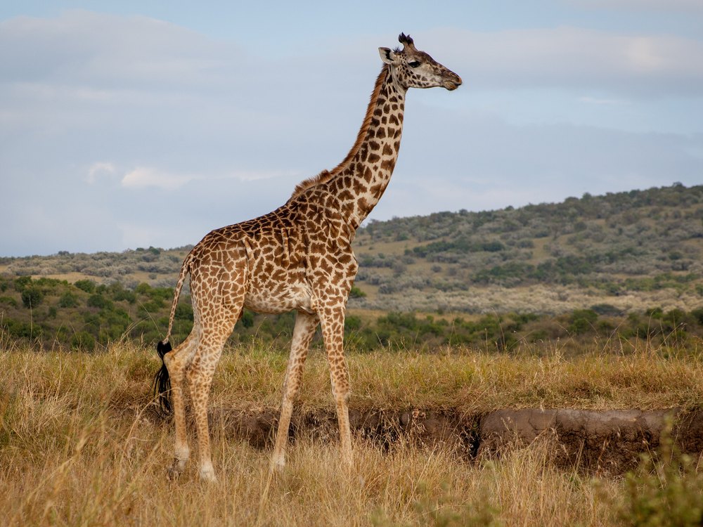 An adult Masai Giraffe standing in side view on a grassy slope, with hills behind