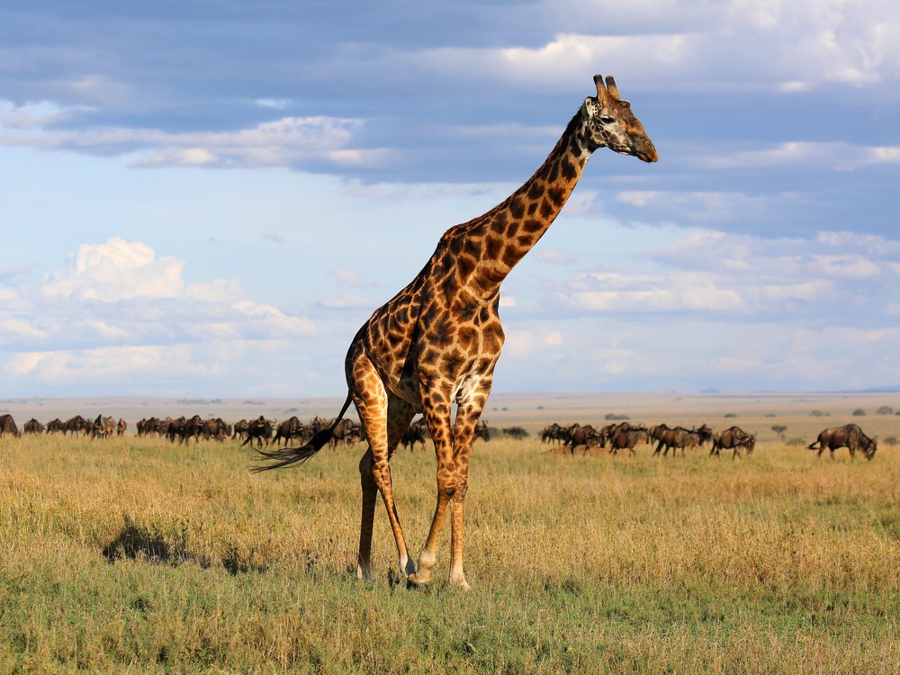 A giraffe standing on open plain with a herd of wildebeest far behind and a cloudy sky