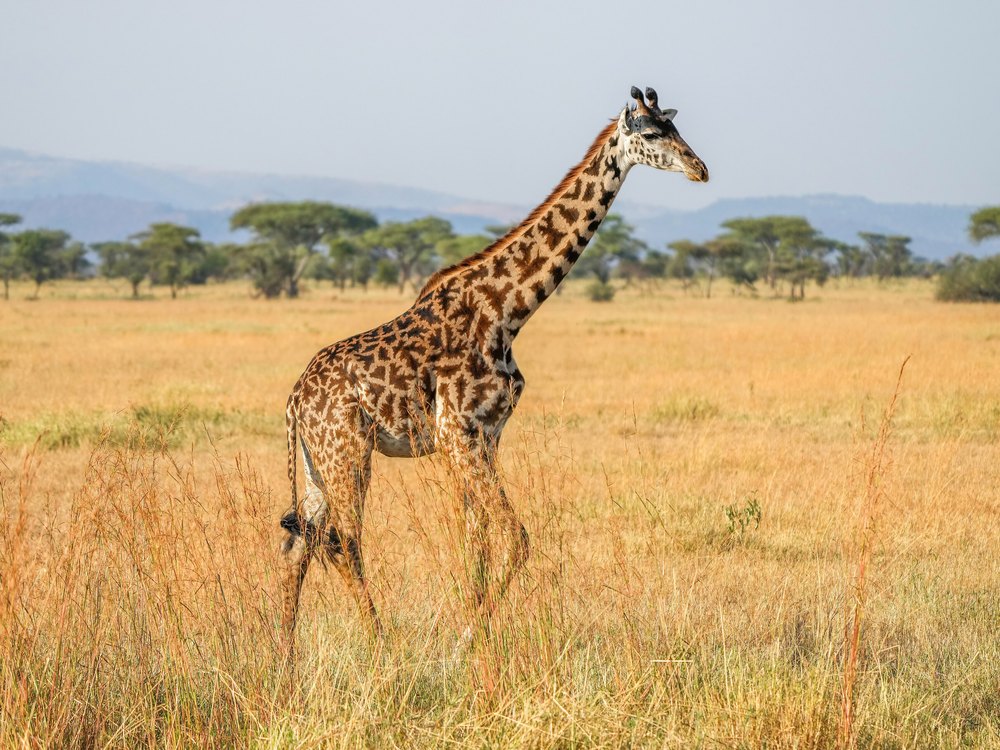 A Masai Giraffe walking through golden grass, with hills and acacia trees behind it