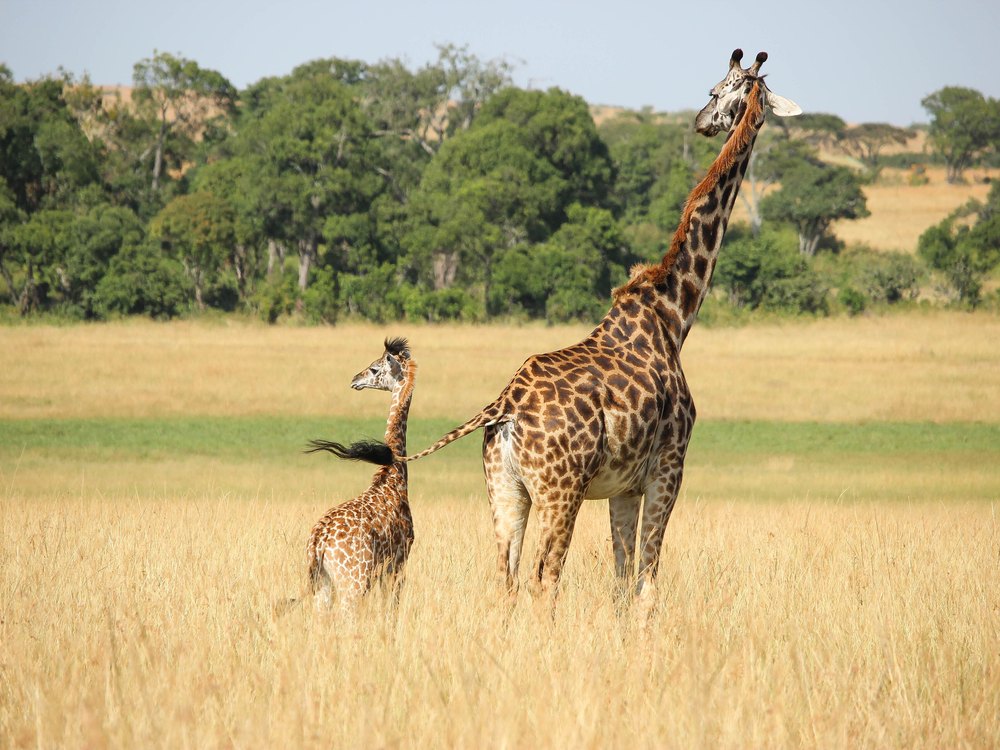 An adult giraffe and a small calf standing in golden grass, with trees behind