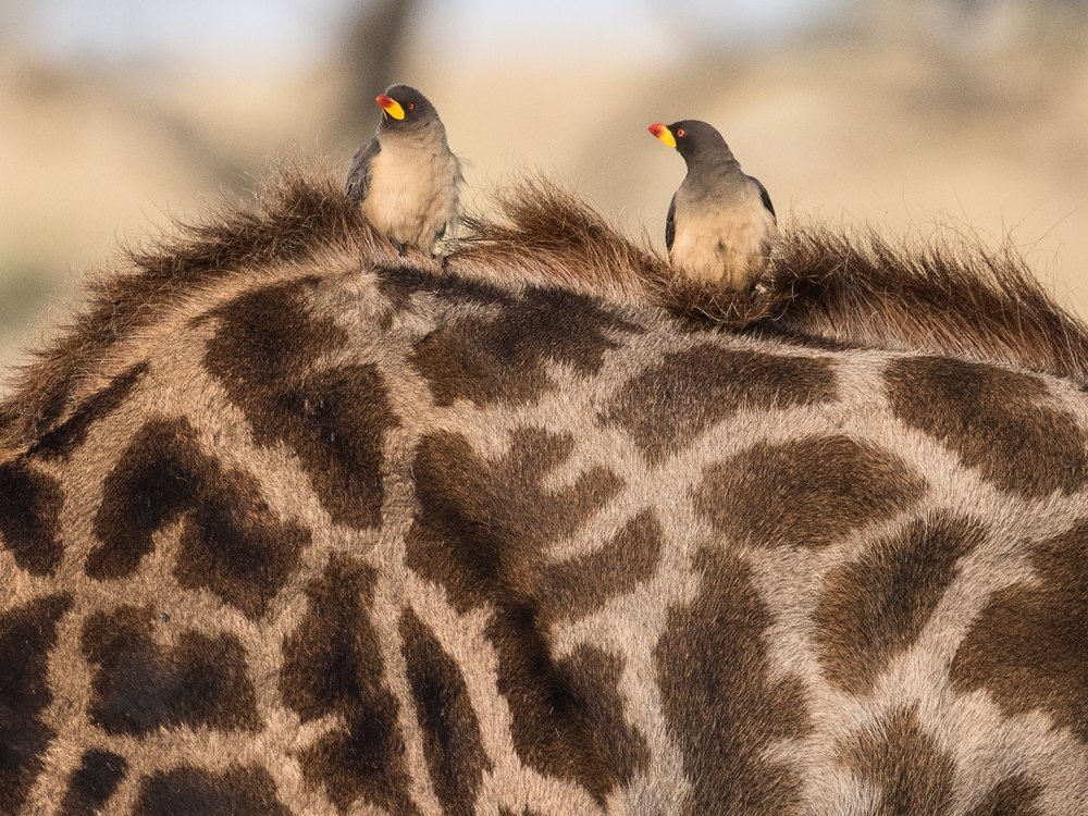 Two oxpeckers with yellow and red bills perched on a giraffe's neck over its mane