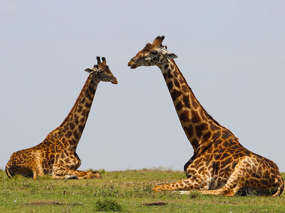 Two giraffes lying on short grass with their necks upright, facing each other