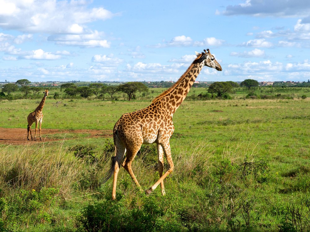 A giraffe striding across green grass, with a second giraffe far behind