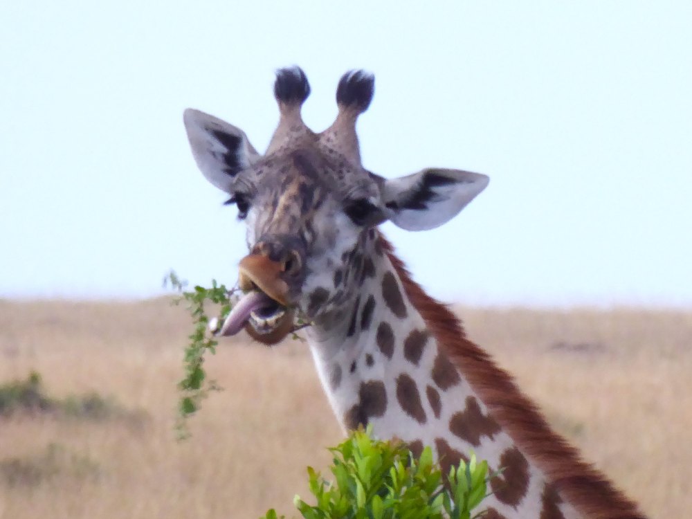 The head of a giraffe with a leafy twig in its mouth and its tongue showing over the lip