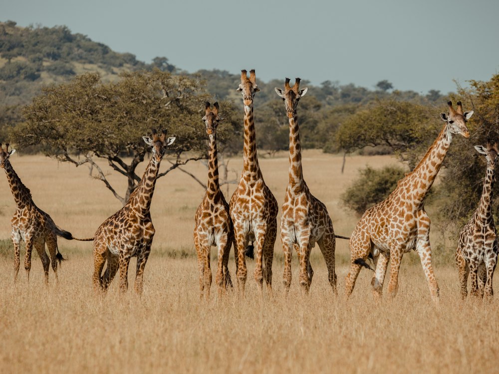 Seven giraffes standing in a loose group on golden grass, with acacia trees behind