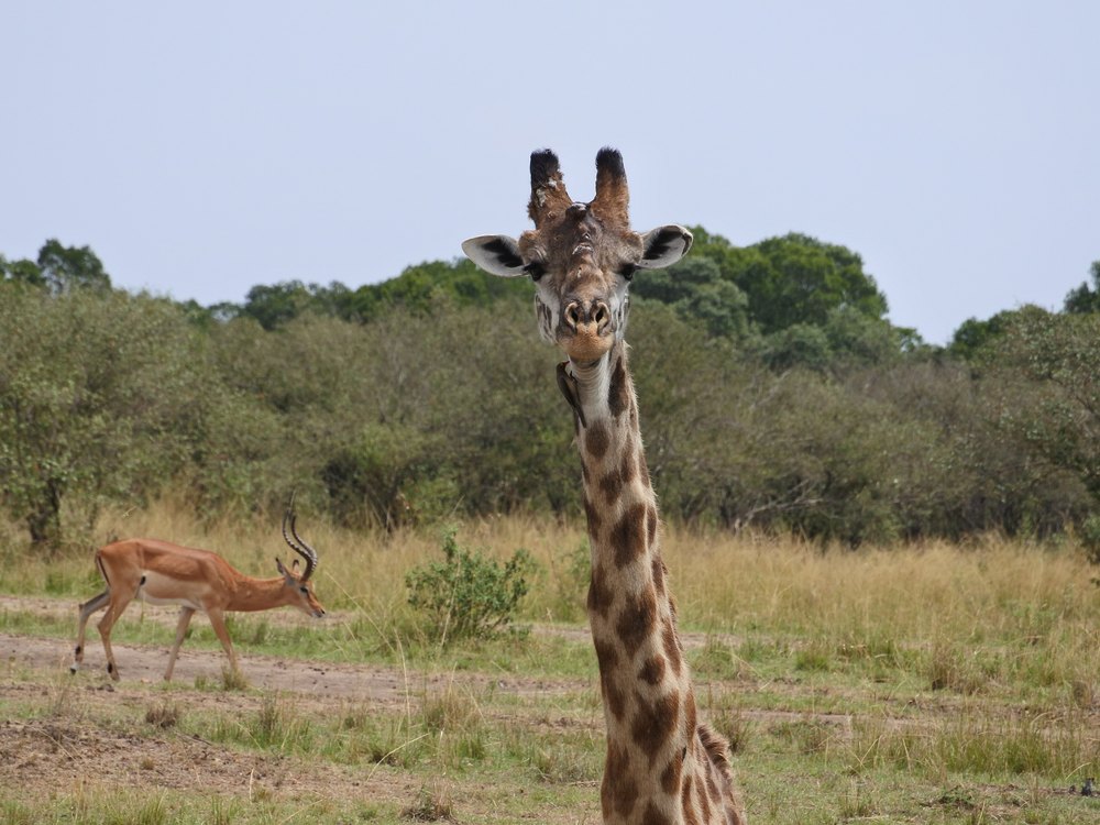 A giraffe facing the camera on bushy grassland, with an impala walking in front