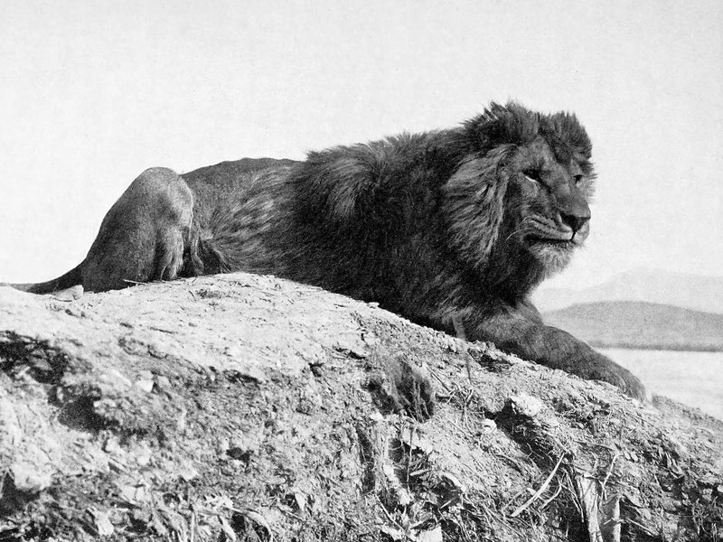 A black-and-white photograph of a dark-maned male Barbary Lion lying on a rocky bank