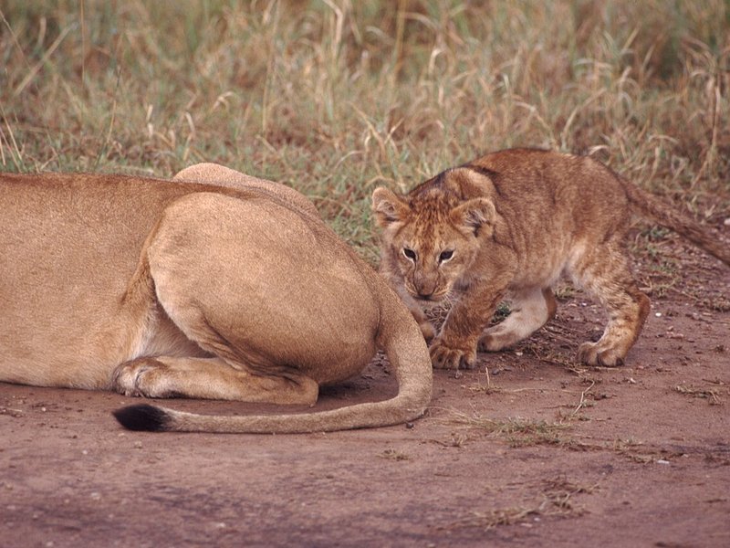 A lion cub crouching close to the black-tufted tail of a resting lioness on a red dirt track