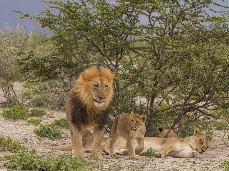 A male lion with a dark mane standing beside a cub, with a lioness asleep behind, under an acacia