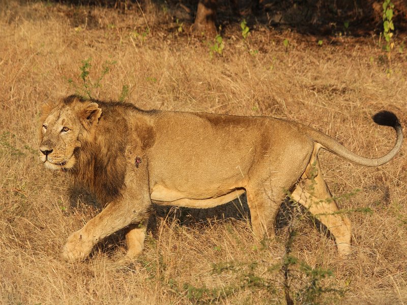A male Asiatic Lion with a short dark mane walking through dry grass in Gir Forest