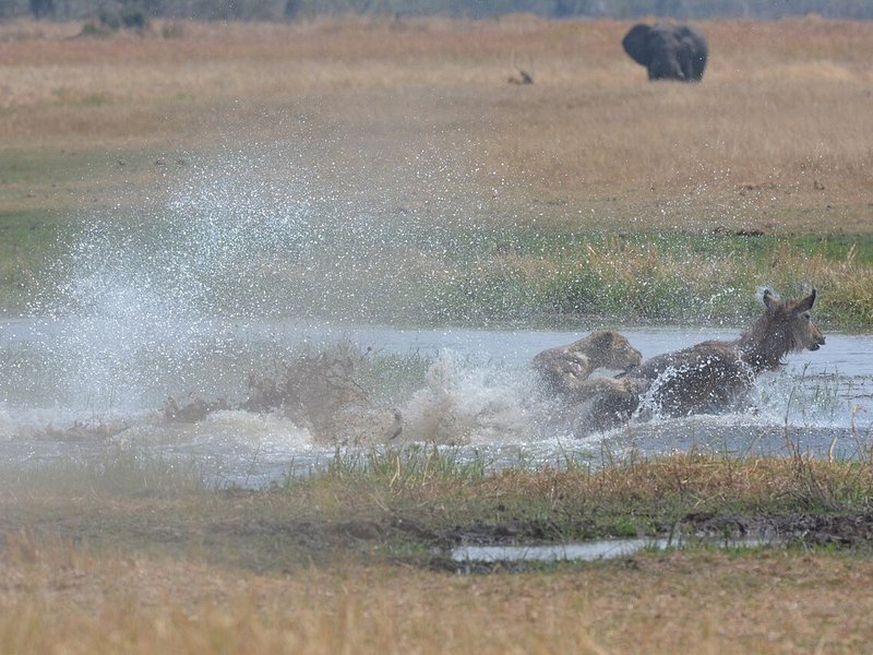A lioness and a waterbuck in a splash of shallow water on a floodplain, with an elephant far behind