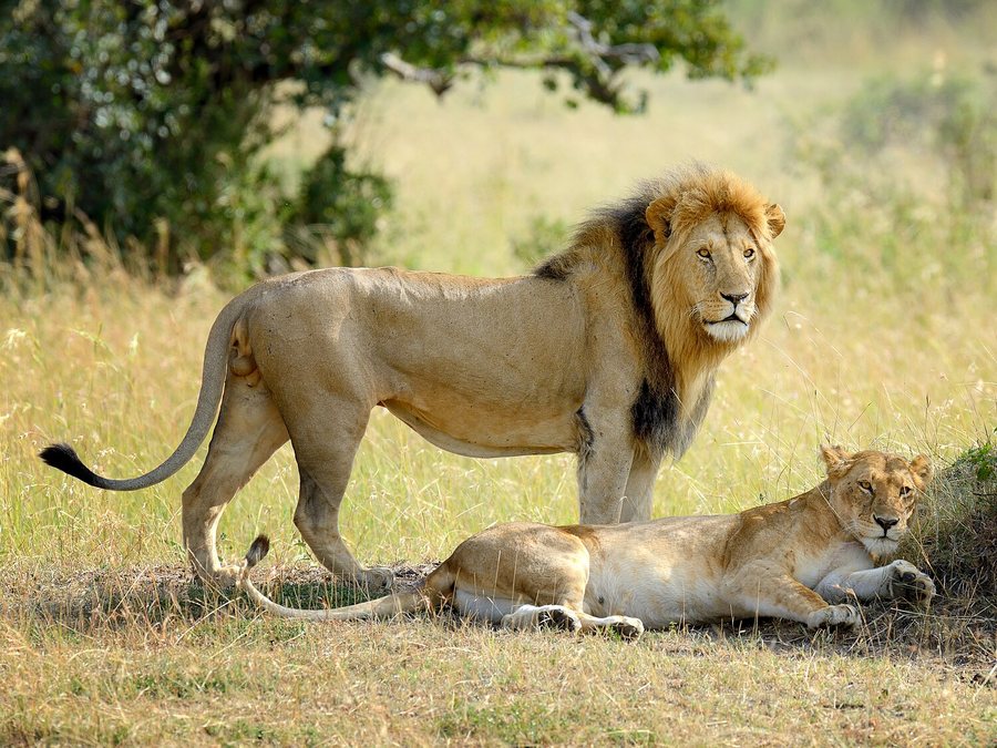 A male lion with a full mane standing in golden grass, with a lioness lying in front of him