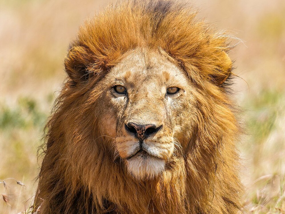 The face and mane of an adult male lion looking at the camera