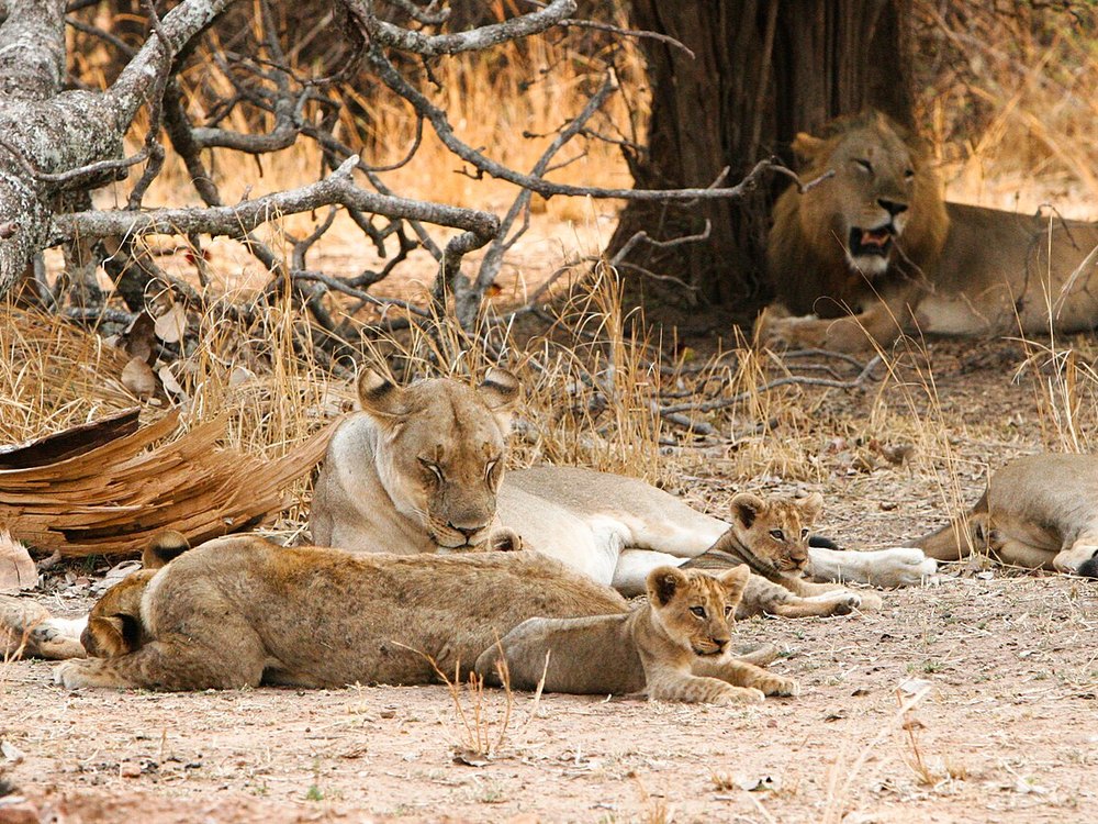 Lions resting in the shade of a tree, with a male at the back and two small cubs in front