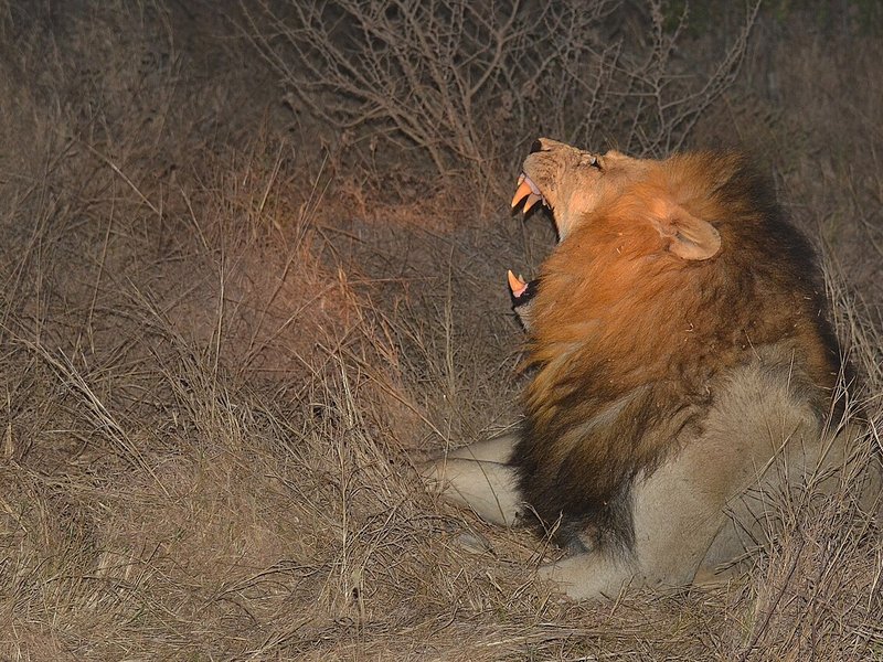 A maned male lion at night with its head thrown back and its mouth wide open, in dry grass