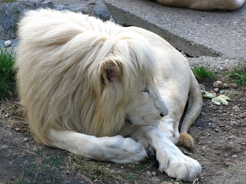 A white adult male lion with a pale mane lying on the ground