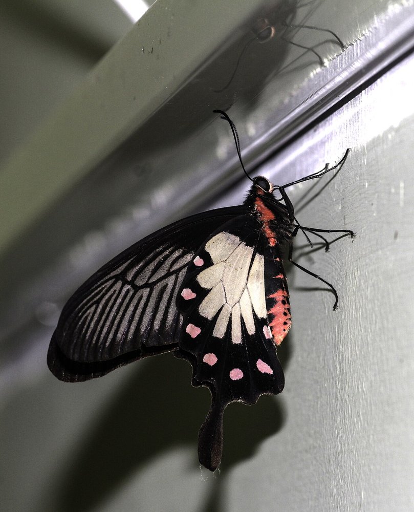The underside of a Malabar Rose butterfly, showing white and pink spots on the hindwing and a red body