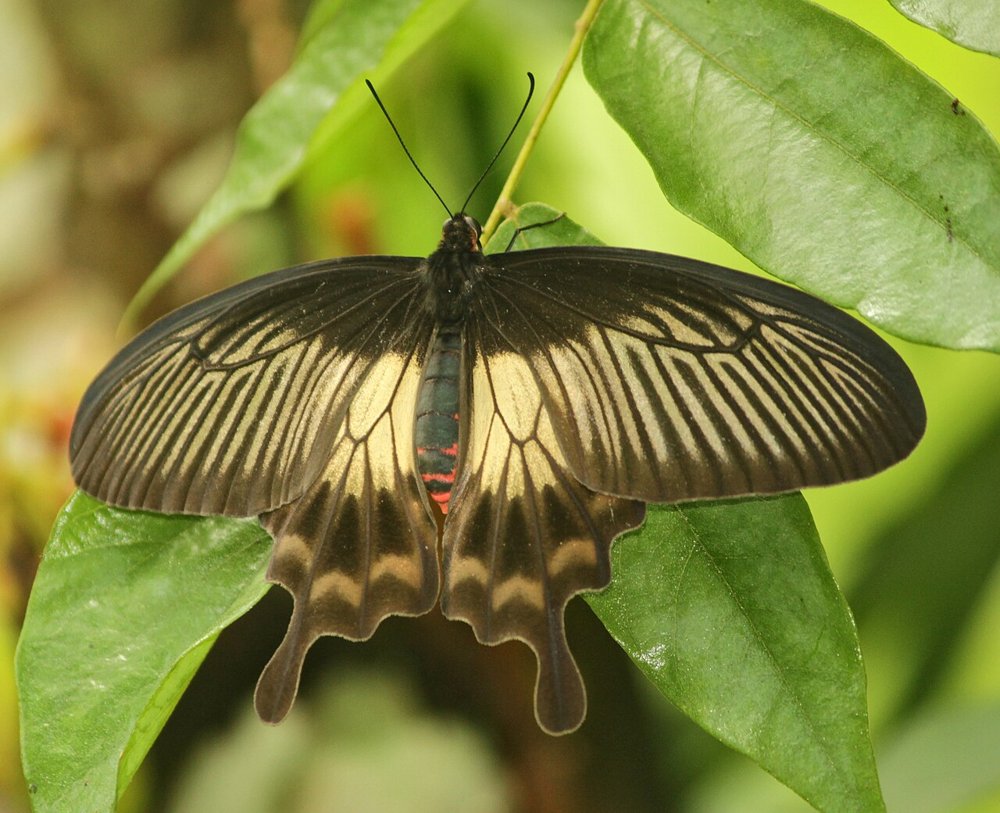 A Malabar Rose butterfly with open wings resting on green leaves
