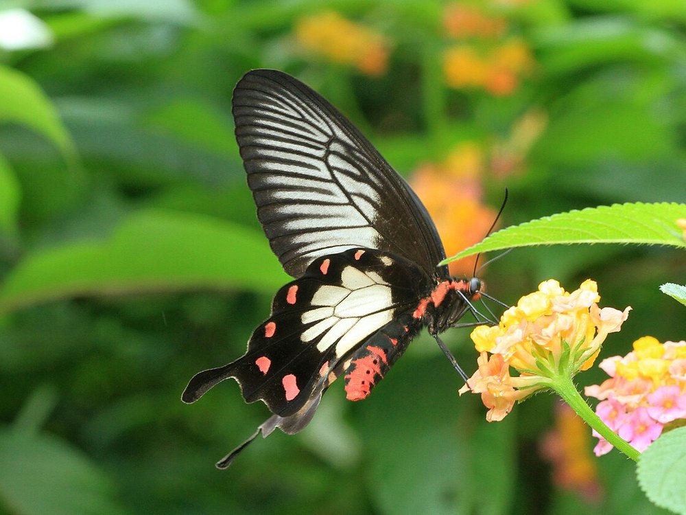 A Malabar Rose butterfly feeding at a cluster of Lantana flowers