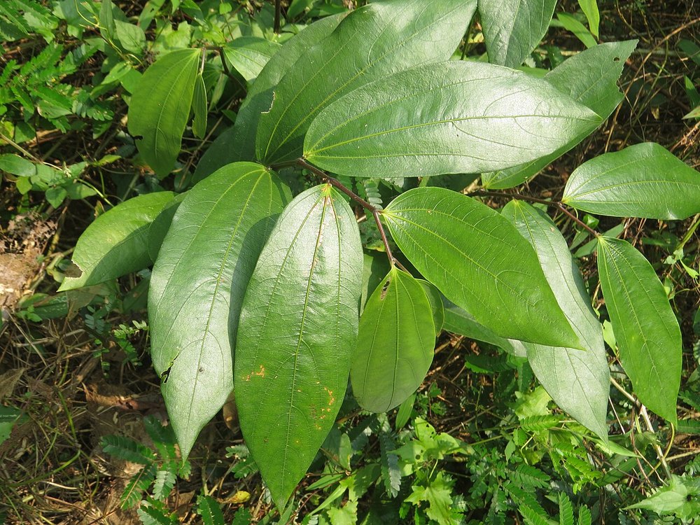 Large green veined leaves of a forest undergrowth plant