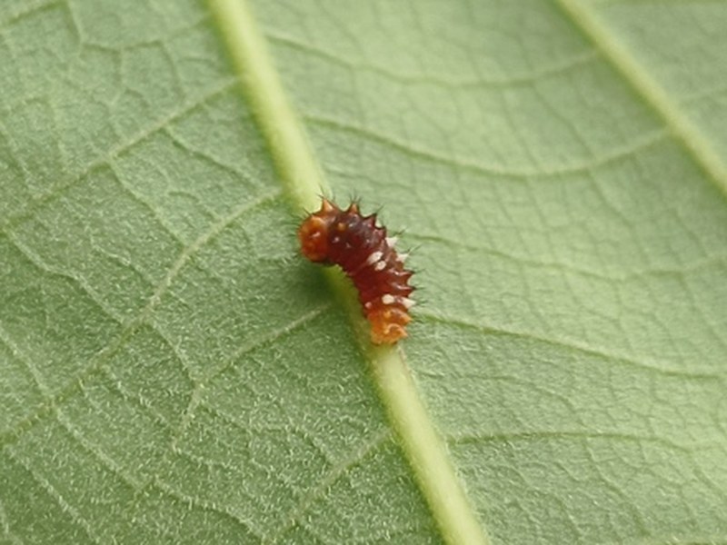 A tiny orange-red spiny caterpillar with white spots on the underside of a pale green leaf