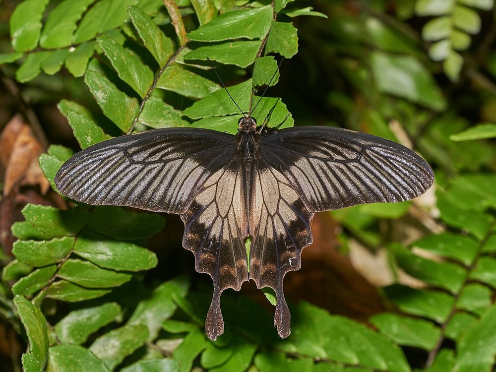 A Malabar Rose seen from above with its wings spread, hanging from a fern frond