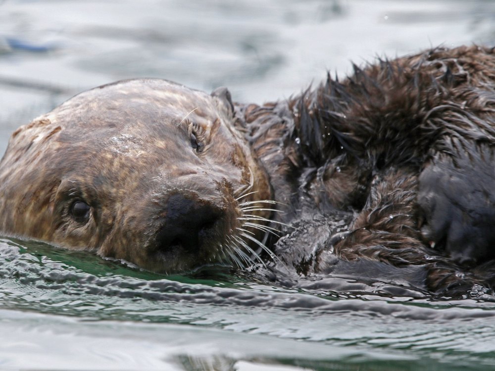 The head and shoulders of an adult sea otter at the water surface, with long whiskers and wet dark fur