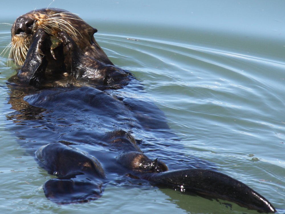 A sea otter floating on its back holding a crab to its mouth, with rings of ripples around it