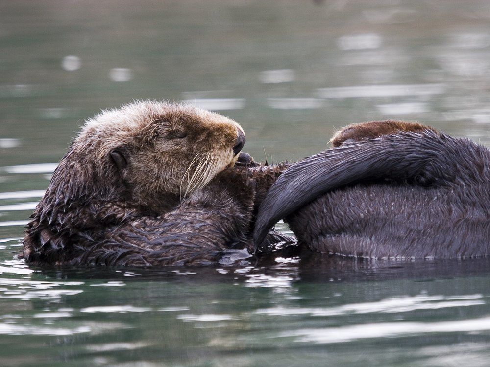 An adult sea otter with a pale head floating in calm water and cleaning its fur with a paw, with a hind flipper raised beside it