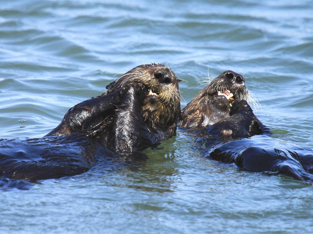 A large sea otter pup floating next to its mother on blue water, both with wet dark fur