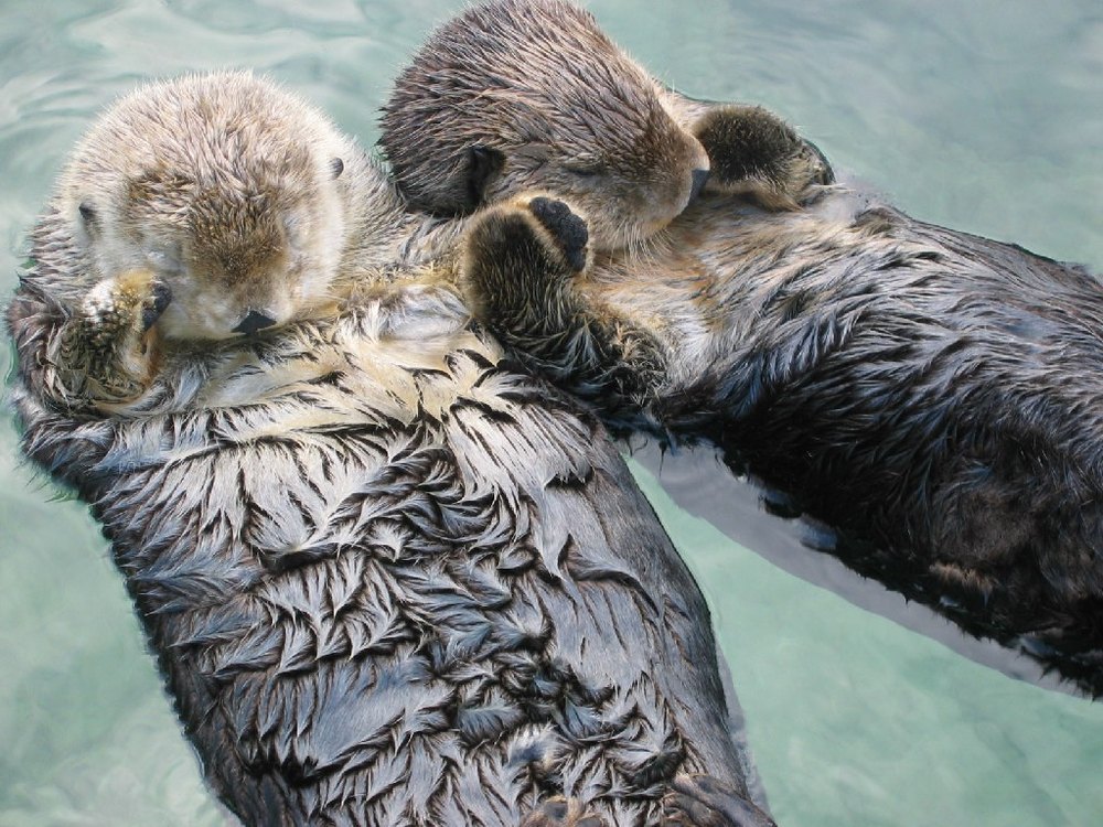 Two sea otters asleep on their backs in pale green water, side by side, with their front paws holding each other