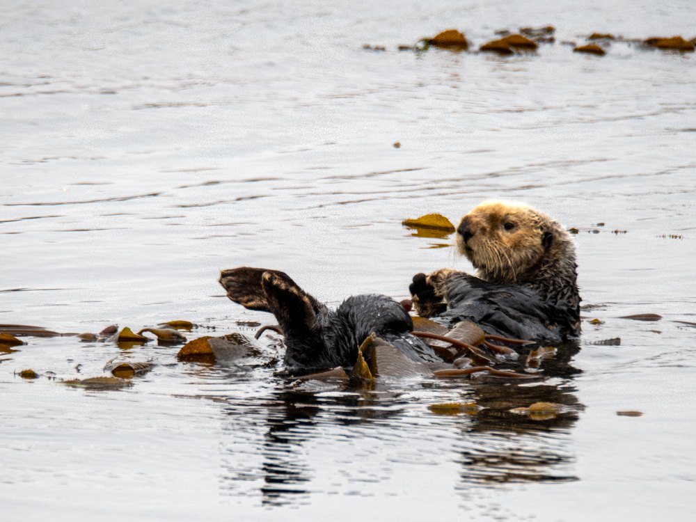 A sea otter floating on its back among strands of kelp on pale water
