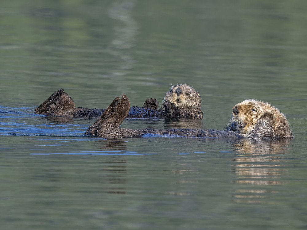 Two northern sea otters floating on their backs in calm green water at Tofino, Vancouver Island