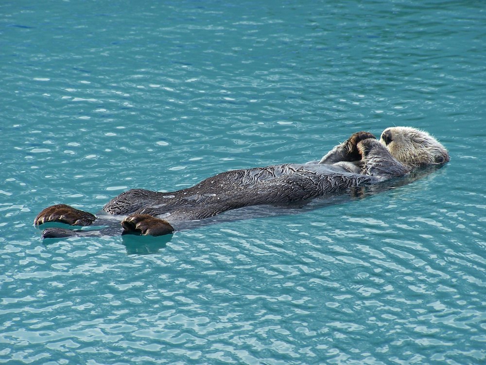 A Sea Otter floating on its back in clear water, with its paws at its face