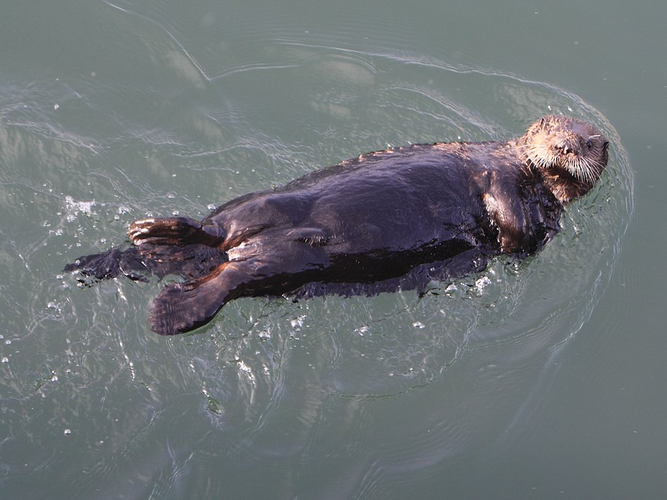 A sea otter floating on its back in grey-green water, with ripples around it, at Kushiro, Hokkaido