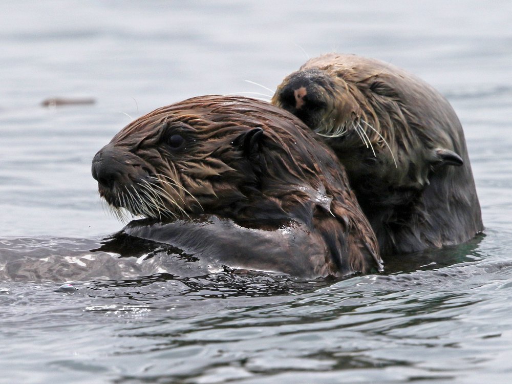 The heads of two sea otters close together above the water, a mother and her pup, with the smaller one behind