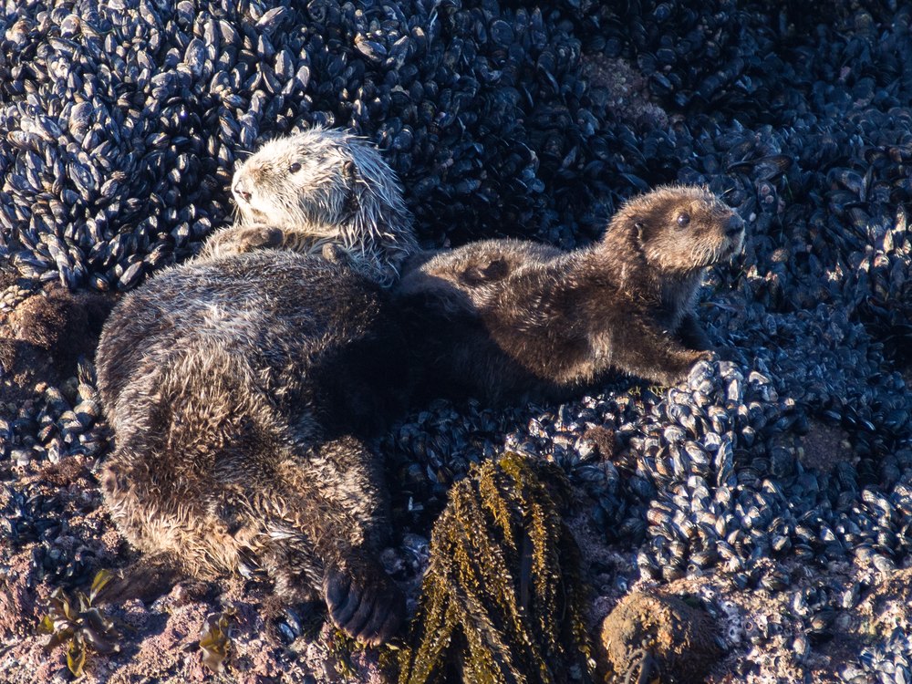 An adult southern sea otter with a pale head and a darker juvenile resting on a rock covered in mussels