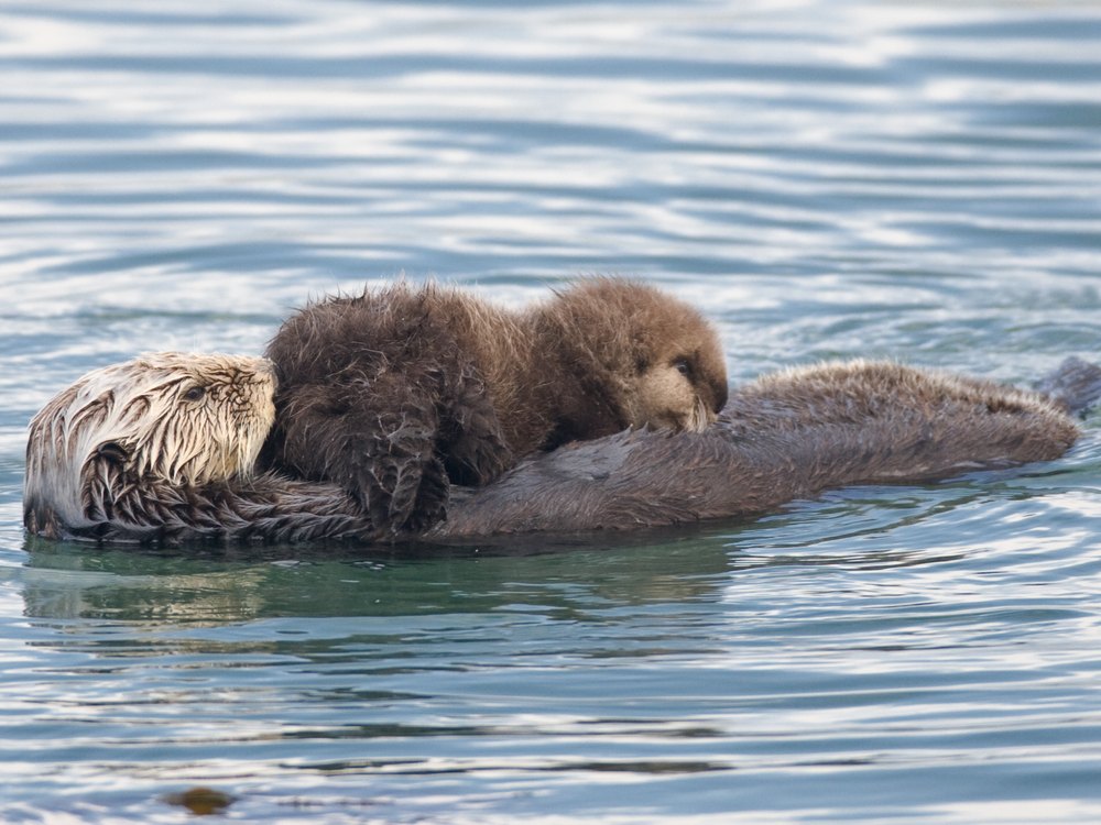 A dark, fluffy sea otter pup asleep on the belly of its mother, who floats on her back in calm water