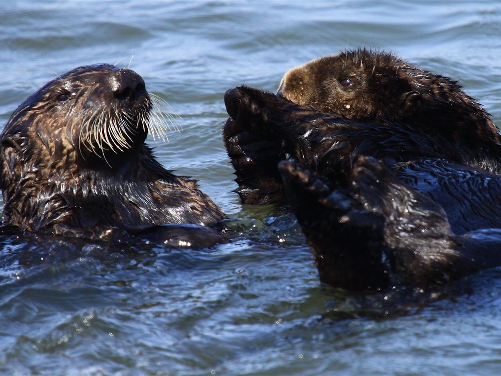 Two sea otters floating close together in choppy blue water, a mother and a pup almost her size