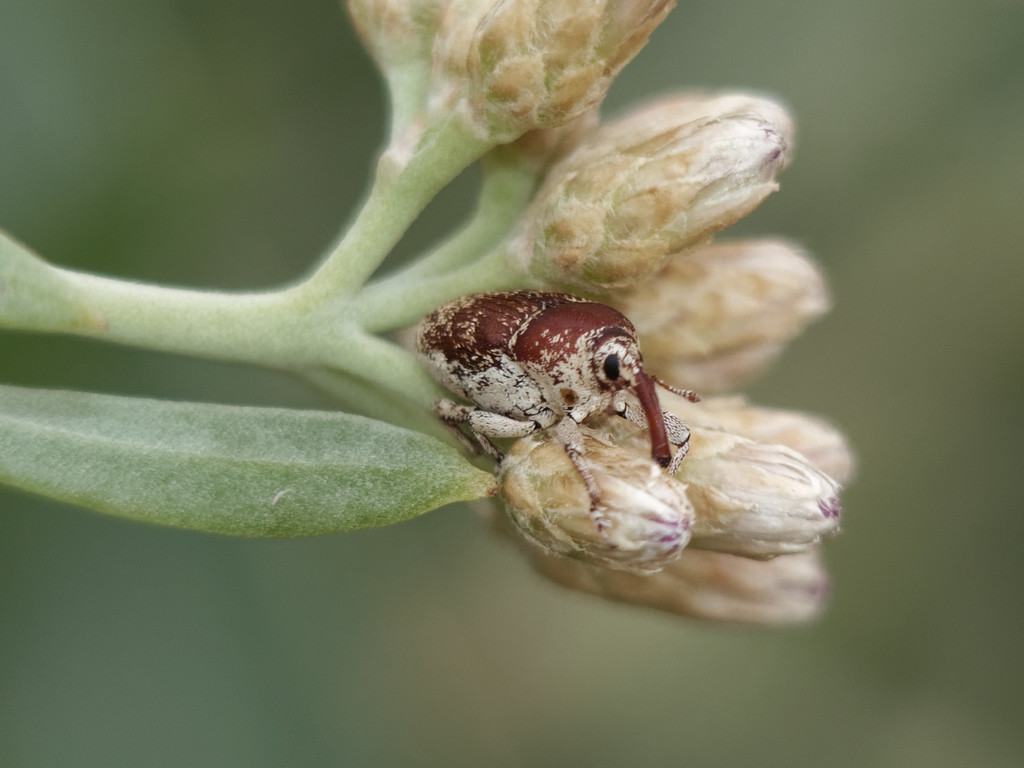A live Zyzzyva rufula weevil on flower buds